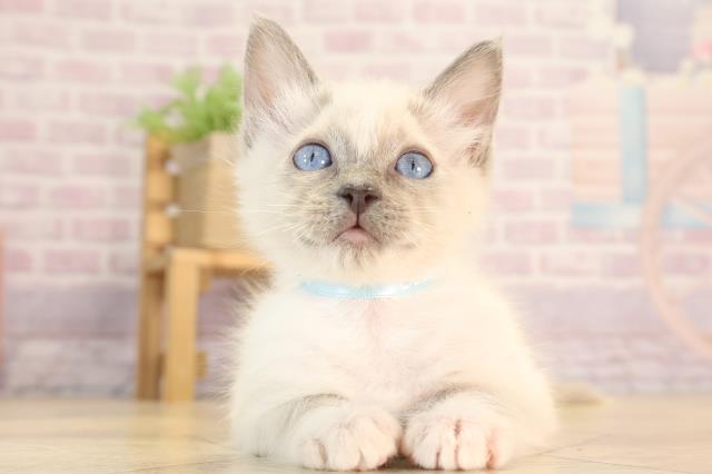 愛知県のラグドール (Coo&RIKU豊田店/2024年12月9日生まれ/男の子/シールポイントバイカラー)の子猫
