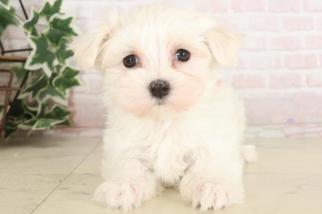 熊本県のマルチーズ (Coo&RIKU熊本店/2024年12月25日生まれ/女の子/ホワイト)の子犬