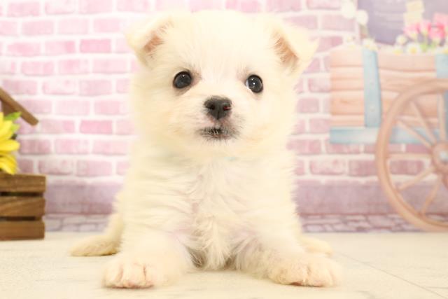 ゆき☆ワンちゃんネコちゃんシリーズ ワンちゃん・ネコちゃん(子犬・子猫)検索結果 | ペットショップ