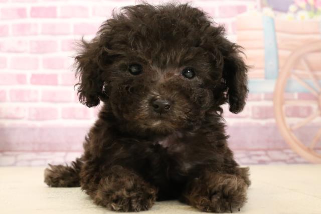 熊本県のティーカッププードル (Coo&RIKU熊本店/2024年12月18日生まれ/女の子/シルバー)の子犬