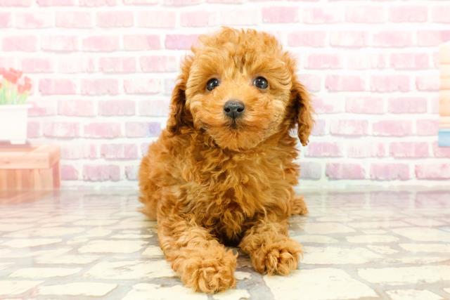 宮城県のトイプードル(トイ) (Coo&RIKU石巻店/2024年12月20日生まれ/女の子/レッド)の子犬