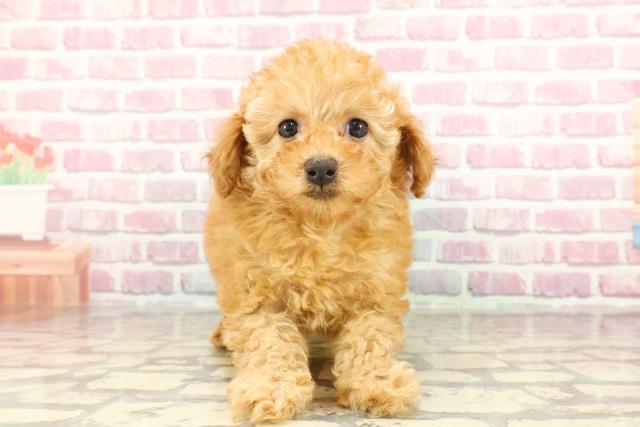 千葉県のトイプードル(トイ) (Coo&RIKU東金店/2024年12月21日生まれ/女の子/レッド)の子犬