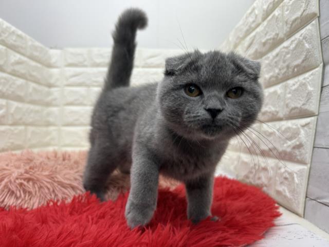 東京都のスコティッシュフォールド (Coo&RIKU下北沢店/2024年12月21日生まれ/男の子/ブルー)の子猫