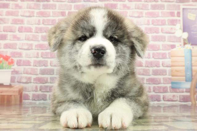 秋田犬の子犬（メス♀） 仙台太白店｜ペットショップCoo＆RIKU