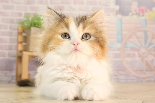 スコティッシュストレート