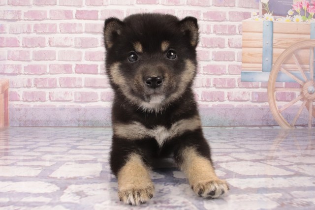 沖縄県の柴犬(標準サイズ) (Coo&RIKU沖縄浦添店/2024年12月23日生まれ/男の子/黒)の子犬
