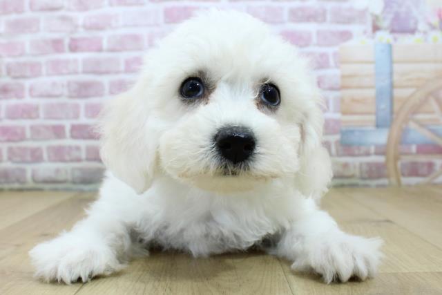青森県のビションフリーゼ (Coo&RIKU青森店/2024年12月24日生まれ/女の子/ホワイト)の子犬