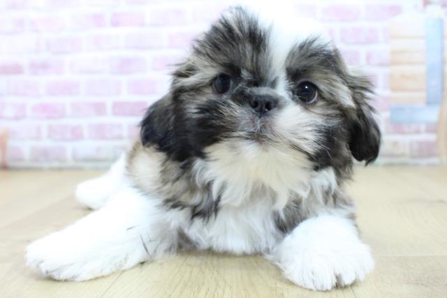 岩手県のシーズー (Coo&RIKU一関店/2024年12月24日生まれ/男の子/ゴールドホワイト)の子犬