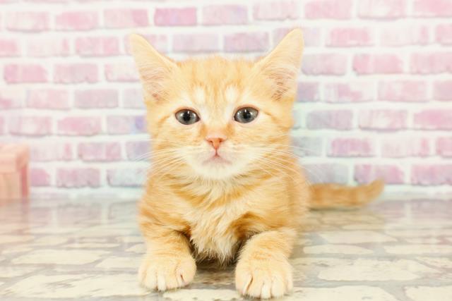神奈川県のマンチカン (Coo&RIKU藤沢店/2024年12月21日生まれ/男の子/レッドクラシックタビー)の子猫