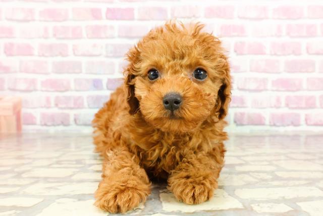 千葉県のトイプードル(トイ) (Coo&RIKU南柏店/2024年12月26日生まれ/男の子/レッド)の子犬