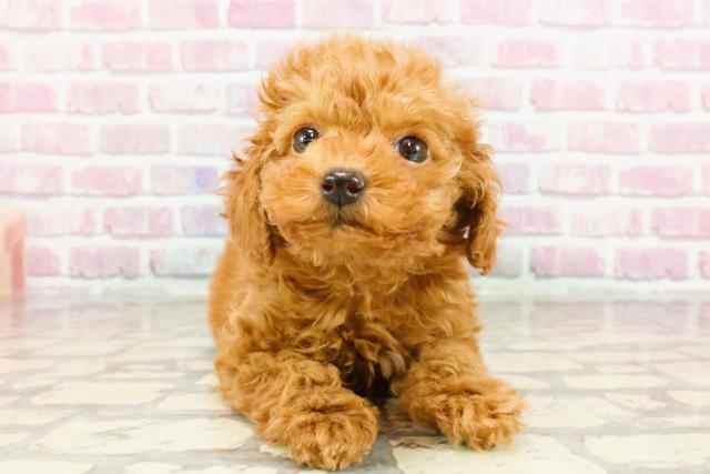 福井県のトイプードル(トイ) (Coo&RIKU福井店/2024年12月29日生まれ/女の子/レッド)の子犬