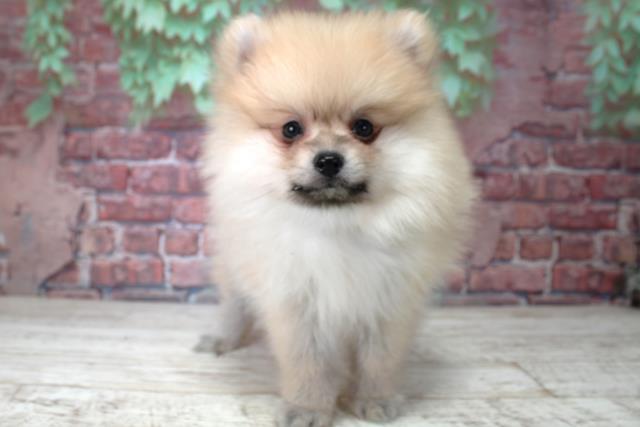 北海道のポメラニアン (Coo&RIKU函館店/2024年12月24日生まれ/男の子/オレンジ)の子犬