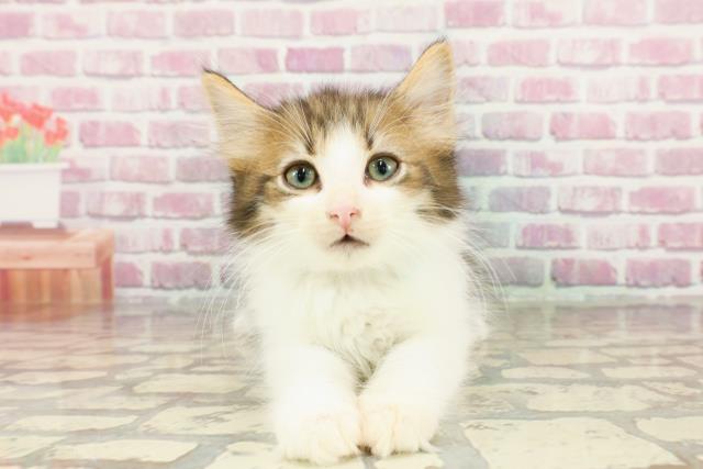 ノルウェージャン・フォレストキャット