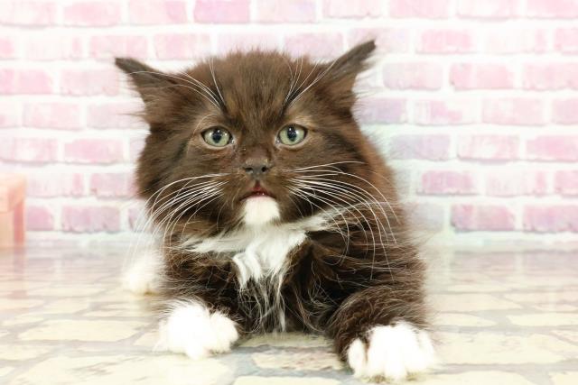 栃木県のラガマフィン (Coo&RIKU小山店/2024年12月9日生まれ/男の子/ブラックホワイト)の子猫