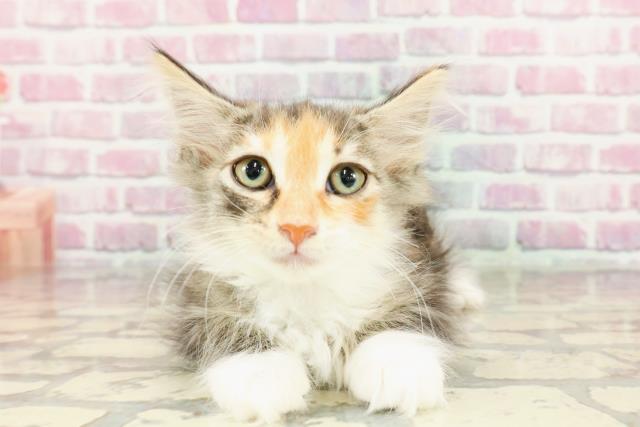 ノルウェージャン・フォレストキャット