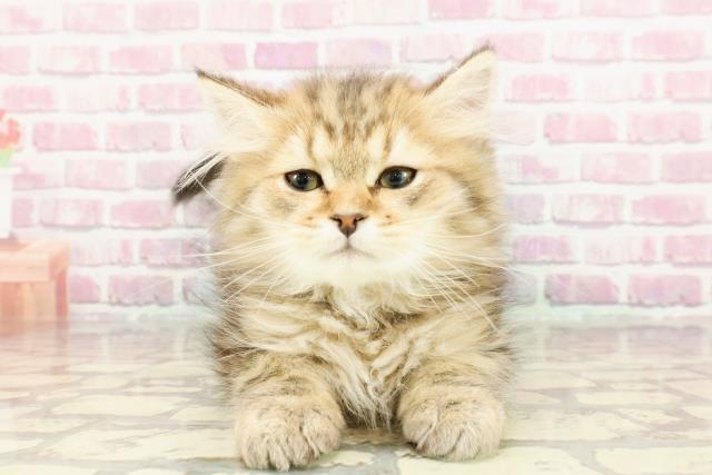栃木県のミヌエット (Coo&RIKU小山店/2024年11月26日生まれ/男の子/ブラウンタビー)の子猫