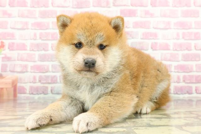 柴犬の子犬（オス♂） 藤沢店｜ペットショップCoo＆RIKU