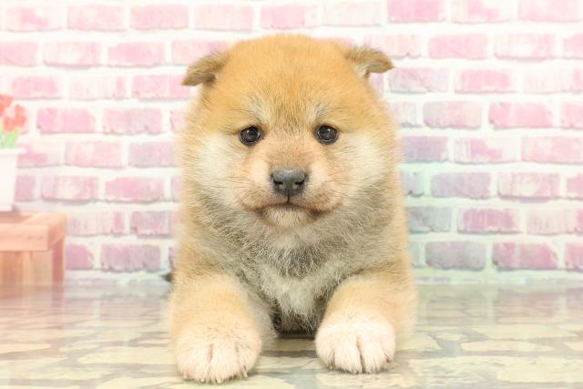 柴犬