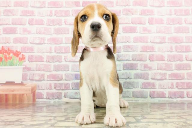 栃木県のビーグル (Coo&RIKU小山店/2024年12月30日生まれ/女の子/ブラックタンホワイト)の子犬