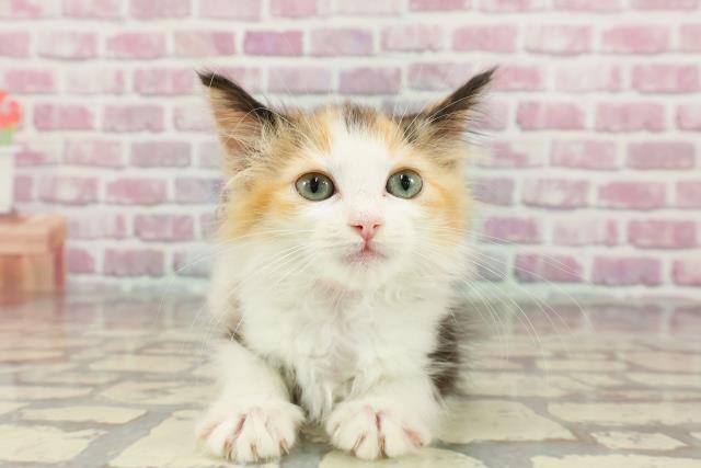 ノルウェージャン・フォレストキャット