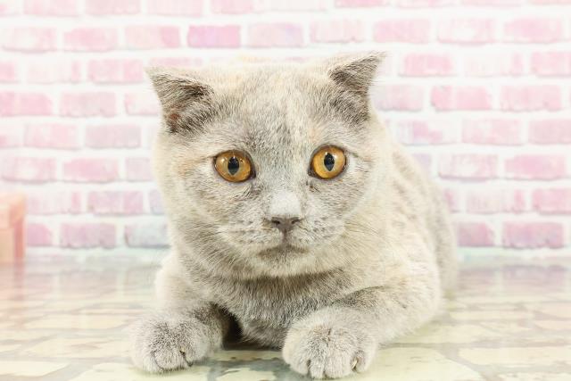 スコティッシュフォールド