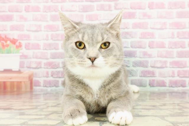 群馬県のマンチカン (Coo&RIKU前橋店/2024年4月30日生まれ/女の子/ブルータビーホワイト)の子猫