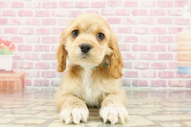 静岡県のアメリカンコッカースパニエル (Coo&RIKU藤枝店/2024年12月28日生まれ/男の子/バフ)の子犬