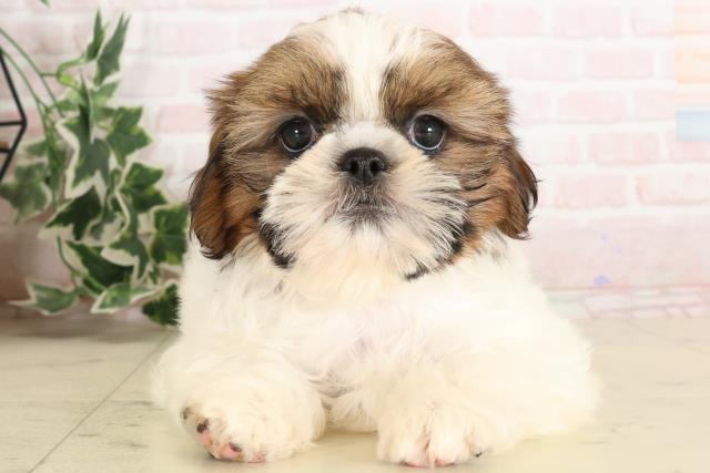 福岡県のシーズー (Coo&RIKU黒崎店/2024年12月20日生まれ/女の子/ホワイトゴールド)の子犬