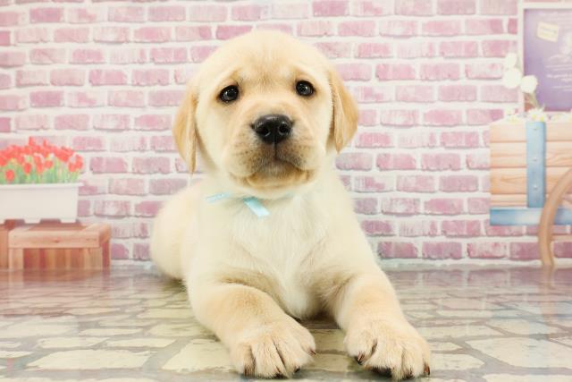 茨城県のラブラドールレトリーバー (Coo&RIKU牛久店/2024年12月31日生まれ/男の子/イエロー)の子犬