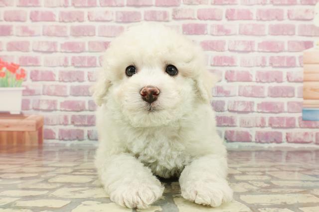 栃木県のビションフリーゼ (Coo&RIKU足利店/2025年1月1日生まれ/男の子/ホワイト)の子犬