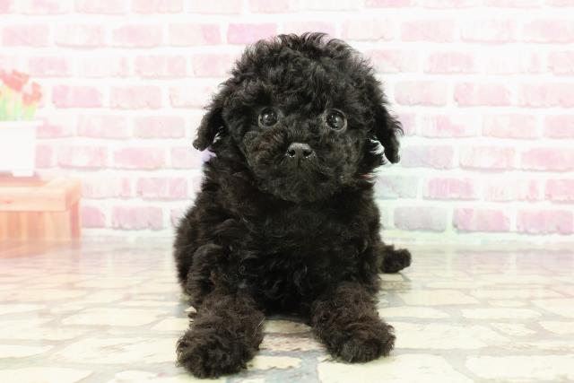 静岡県のトイプードル(トイ) (Coo&RIKU掛川店/2024年12月31日生まれ/女の子/ブラック)の子犬