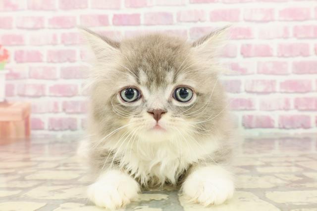 群馬県のサイベリアン (Coo&RIKU伊勢崎店/2025年1月1日生まれ/男の子/ブルータビーホワイト)の子猫