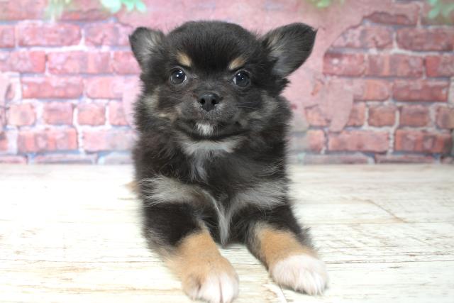 北海道のチワワ(ロング) (Coo&RIKU函館店/2025年1月1日生まれ/男の子/ブラッククリーム)の子犬