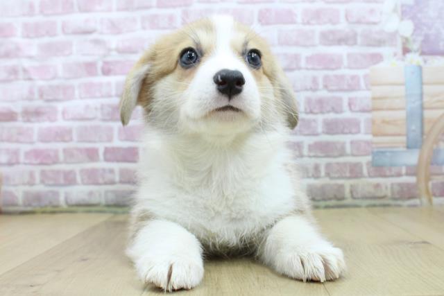 Amazon.co.jp: コーギー パピー 子犬 ガラスのカッティング