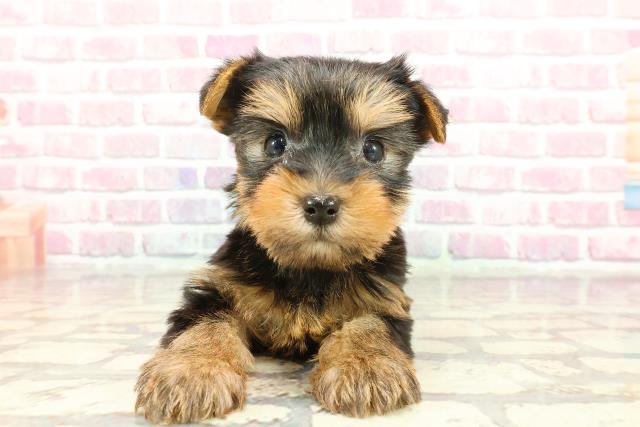島根県のヨークシャーテリア (Coo&RIKU出雲店/2025年1月4日生まれ/女の子/スチールブルータン)の子犬