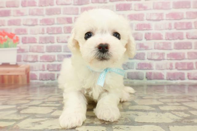 福井県のビションフリーゼ (Coo&RIKU福井店/2025年1月4日生まれ/男の子/ホワイト)の子犬