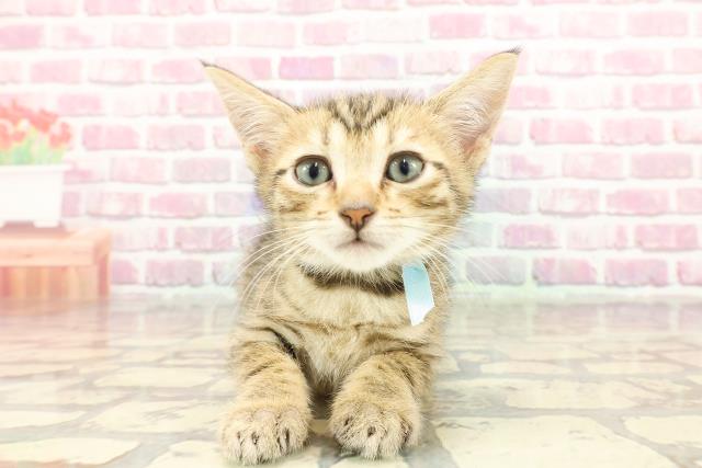 群馬県のジェネッタ (Coo&RIKUDCM館林店/2024年12月30日生まれ/男の子/ブラウンタビー)の子猫