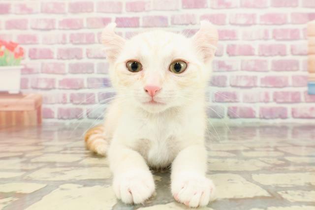 栃木県のアメリカンカール (Coo&RIKU小山店/2024年12月8日生まれ/男の子/クリームタビー)の子猫
