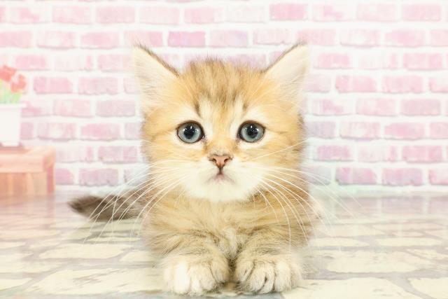 栃木県のミヌエット (Coo&RIKU足利店/2024年12月19日生まれ/女の子/ブラウンタビー)の子猫