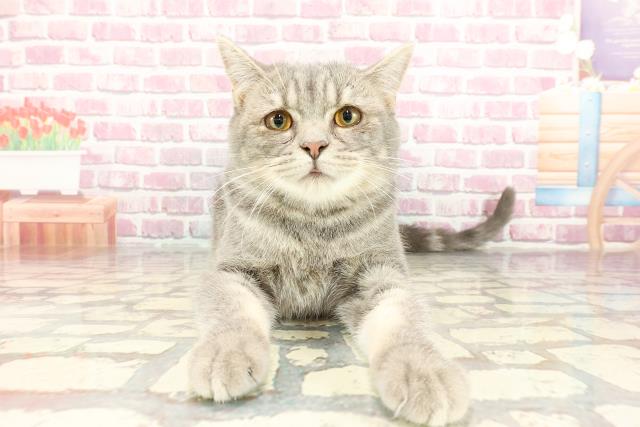 栃木県のマンチカン (Coo&RIKU小山店/2024年8月30日生まれ/男の子/ブルータビー)の子猫