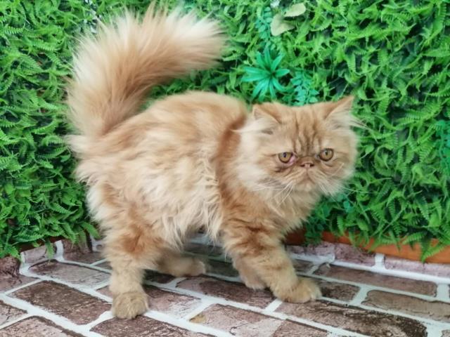 エキゾチック