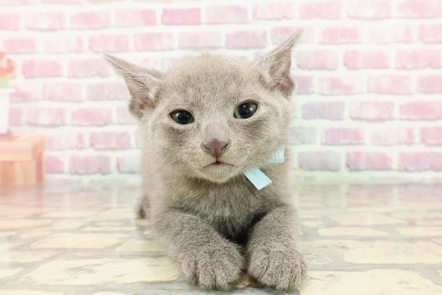 栃木県のロシアンブルー (Coo&RIKU足利店/2024年12月21日生まれ/男の子/ブルー)の子猫