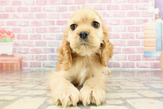 埼玉県のアメリカンコッカースパニエル (Coo&RIKU桶川店/2025年1月2日生まれ/女の子/バフ)の子犬