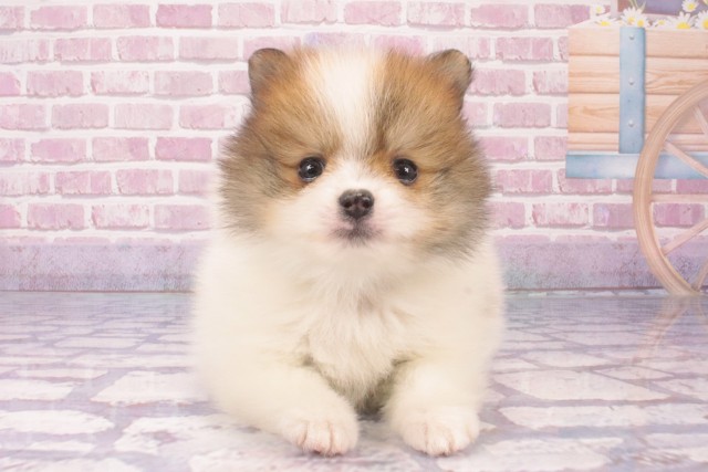 【S1155】着物 未使用 名古屋帯 ポメラニアン 犬 360㎝ S1155】着物 未使用 名古屋帯 ポメラニアン 犬 360㎝