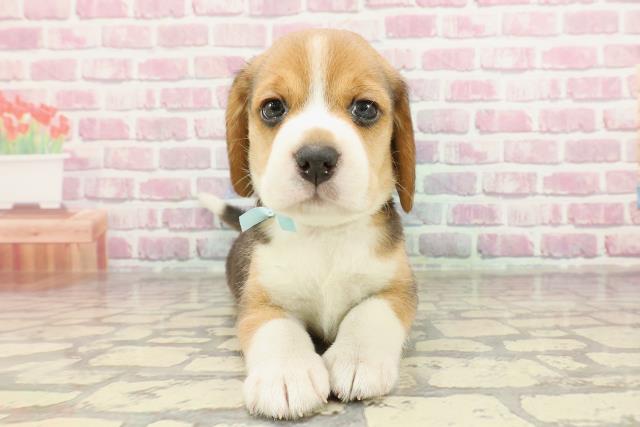 栃木県のビーグル (Coo&RIKU宇都宮店/2025年1月6日生まれ/男の子/ブラックタンホワイト)の子犬