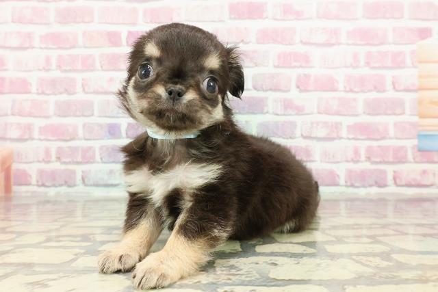 神奈川県のチワワ(ロング) (Coo&RIKU横浜旭店/2025年1月6日生まれ/男の子/ブラックタン)の子犬の2枚目の画像