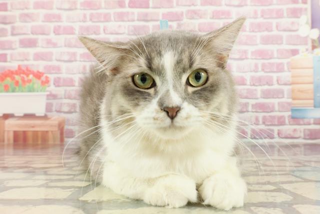 群馬県のラガマフィン (Coo&RIKU前橋店/2024年6月11日生まれ/男の子/ブルータビーホワイト)の子猫