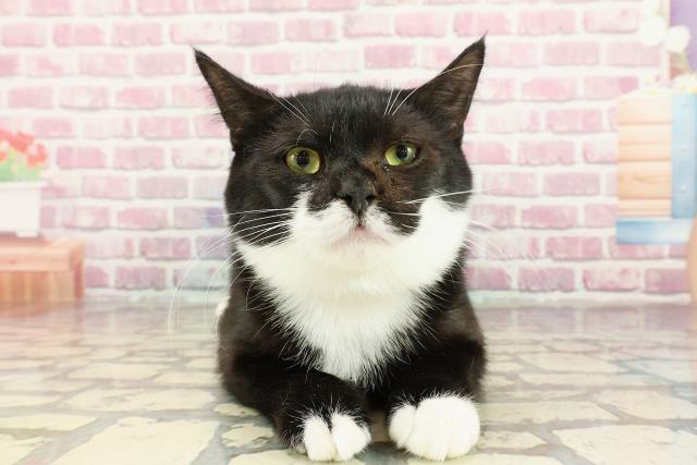 群馬県のマンチカン (Coo&RIKU前橋店/2024年4月30日生まれ/男の子/ブラックホワイト)の子猫