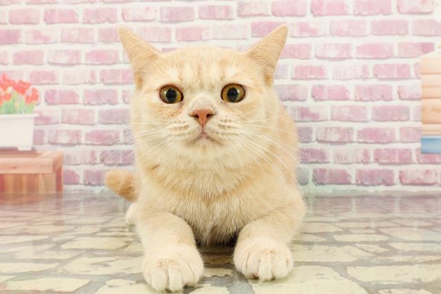 神奈川県のマンチカン (Coo&RIKU小田原店/2024年6月19日生まれ/男の子/クリームタビー)の子猫