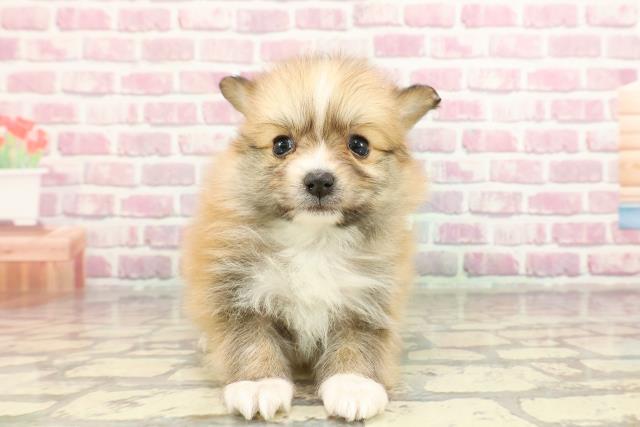 フルーツパネル生地（ポメ・柴犬・パピヨン）